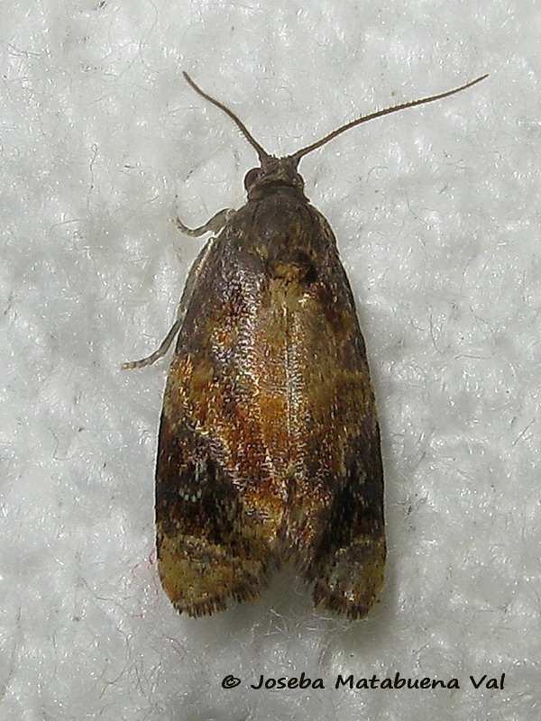 Tortricidae: Ditula angustiorana